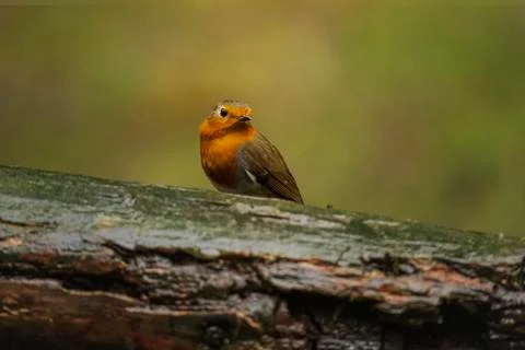 Robin Stock Photos