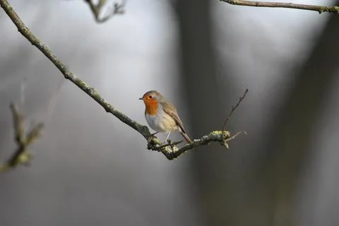 Robin Foto stock