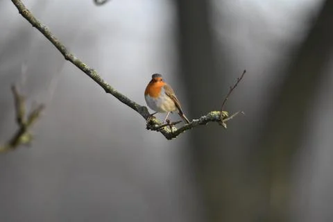Robin Foto stock