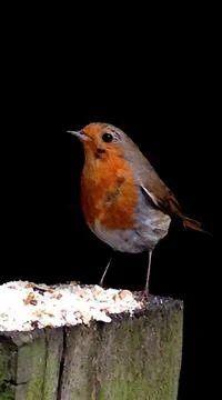 Robin Stock Photos