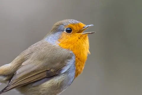 Robin Stock Photos