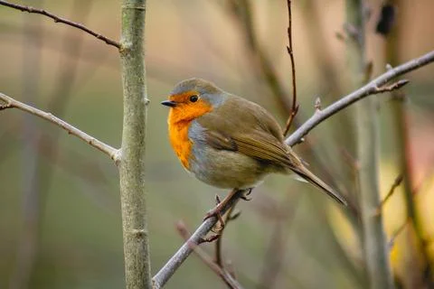 Robin Stock Photos