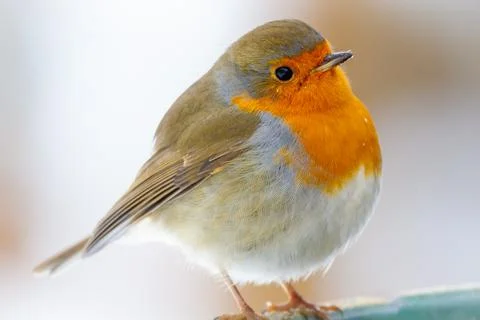 Robin Stock Photos