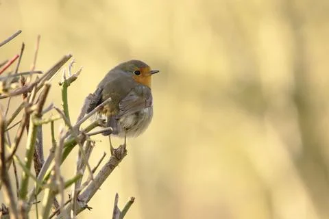 Robin Stock Photos
