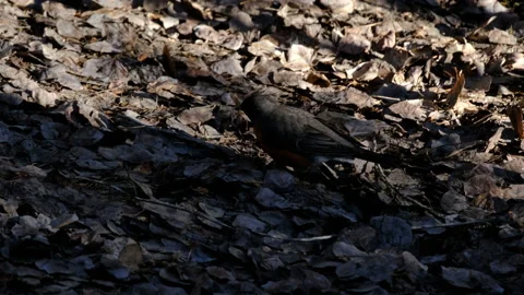 Robin picking through leaves in the early mornming Stock Footage 239954449