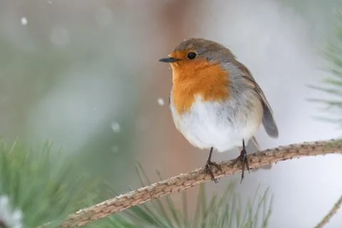 Robin in pine tree during snowfall Foto stock