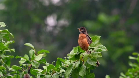 Robin in a plum tree 스톡 동영상 169280390