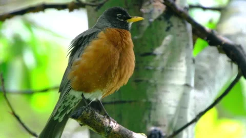 Robin poops from a branch on a summer day and flies away Stock Footage 239960989