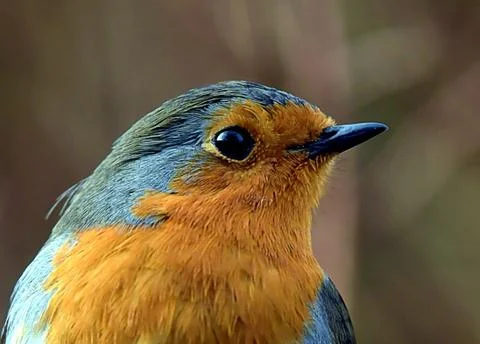 Robin portrait Фото