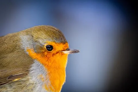 Robin portrait Stock Photos