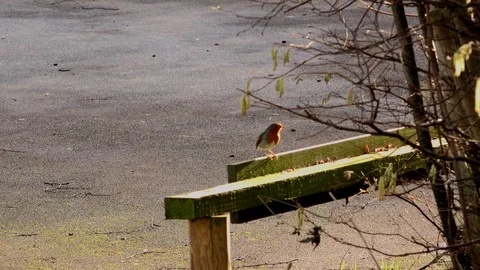 Robin on a post close up UK England 4K Video stock 101092624