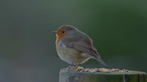 Robin on a Post in the Forest with Seed Stock Footage 233113638