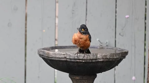 Robin Preening Stock Footage 242036236