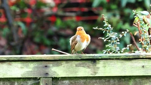 Robin preening his feathers while sitting on a fence Stock Footage 328650614