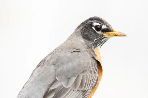 Robin Profile Shot. Stock Photos