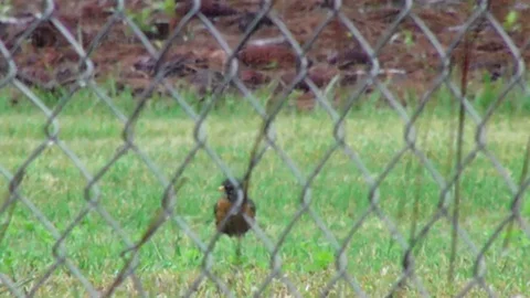 Robin in Rain Flies Away From Behind Fence Stock Footage 129656210
