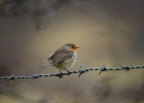 Robin in the Rain Stock Photos
