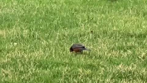 Robin in a rain storm, eating worms Stock Footage 305702496