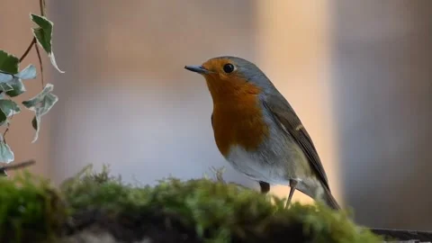 Robin red bird Stock-Footage 269213036