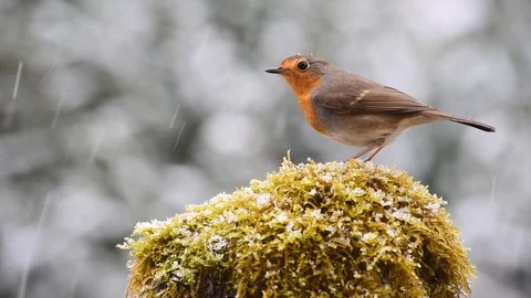 Robin red breast bird eating in the snow Stock Footage 86450034