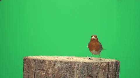 Robin red breast bird on Green Screen Chroma Key Pt 4 of 10 Stock Footage 169640671