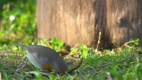 Robin red breast bird perched on a wooden fence hand held close up slow motion Video stock 128026073