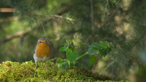 Robin red breast bird perched on a wooden fence hand held close up slow motion Stock Footage 128026108