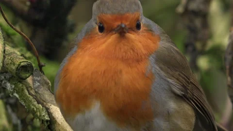 Robin red breast close up of bird UK 4K Видео 206434116