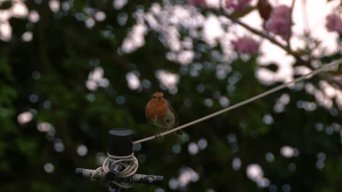 Robin red breast on clothes line Stock-Footage 309693144
