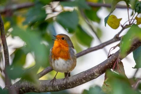 Robin Red Breast - Dublin's Red-Breasted Beauty (Erithacus rubecula) Stock Photos