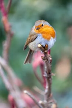 Robin Red Breast - Dublin's Red-Breasted Beauty (Erithacus rubecula) Stock Photos