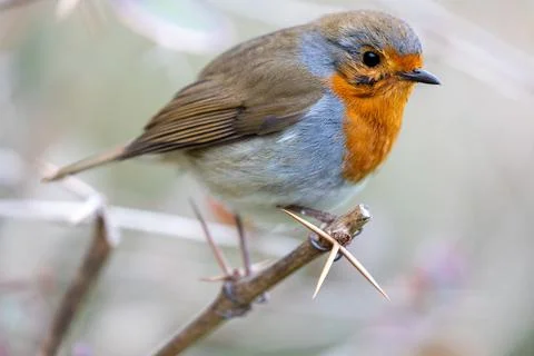 Robin Red Breast - Dublin's Red-Breasted Beauty (Erithacus rubecula) Foto stock