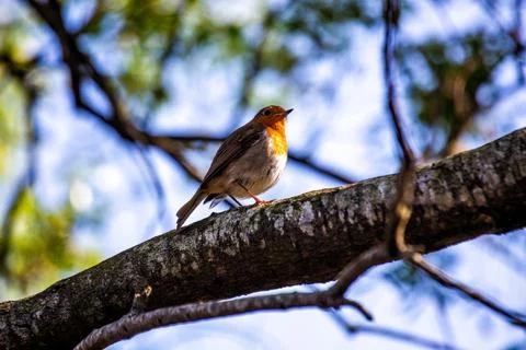 Robin Red Breast (Erithacus rubecula) in Dublin, Ireland Stock Photos