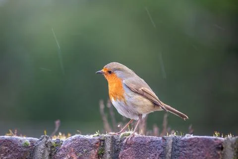 Robin Red Breast (Erithacus rubecula) in Dublin, Ireland Stock Photos