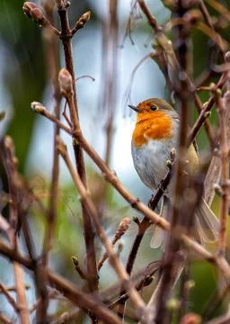 Robin Red Breast (Erithacus rubecula) - Europe, western Asia &amp; North Africa Stock Photos