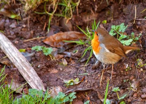 Robin Red Breast (Erithacus rubecula) - Europe, western Asia &amp; North Africa Stock Photos