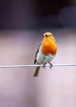 Robin Red Breast (Erithacus rubecula) - Europe, western Asia &amp; North Africa Stock Photos