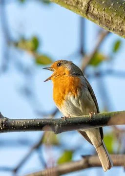 Robin Red Breast (Erithacus rubecula) - Europe, western Asia &amp; North Africa Stock Photos