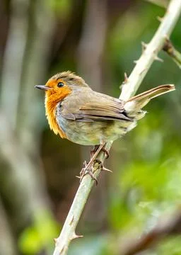 Robin Red Breast (Erithacus rubecula) - Europe, western Asia &amp; North Africa Foto stock