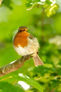 Robin Red Breast (Erithacus rubecula) - Europe's Familiar Friend Foto stock