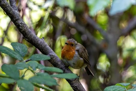 Robin Red Breast (Erithacus rubecula) in the English Garden, Munich, Germany Stock Photos