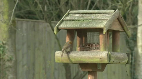 Robin Red Breast Vídeo Stock 876673