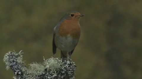 Robin Red Breast Video stock 1089034