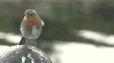 Robin red breast Video stock 52265028