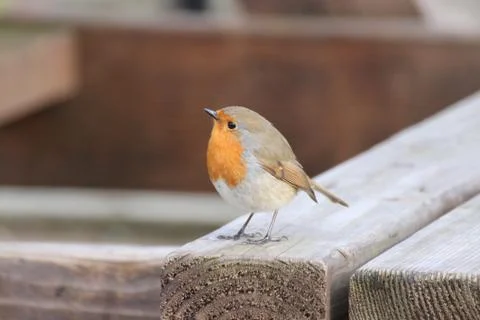 Robin Red Breast Stock Photos