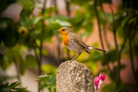 Robin Red breast Stock Photos