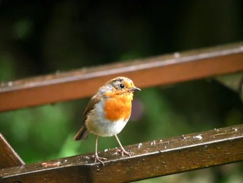 Robin Red Breast Stock Photos