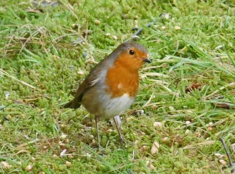 Robin Red Breast Stock Photos
