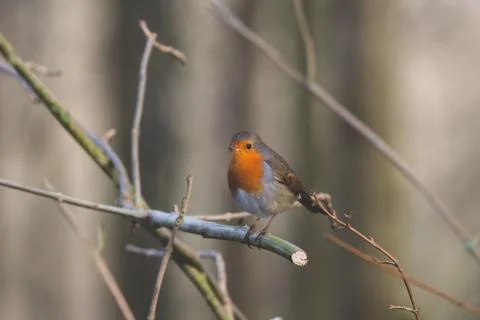 Robin Red Breast Stock Photos