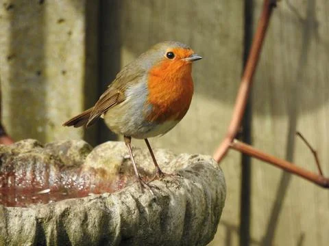 Robin red breast Stock Photos
